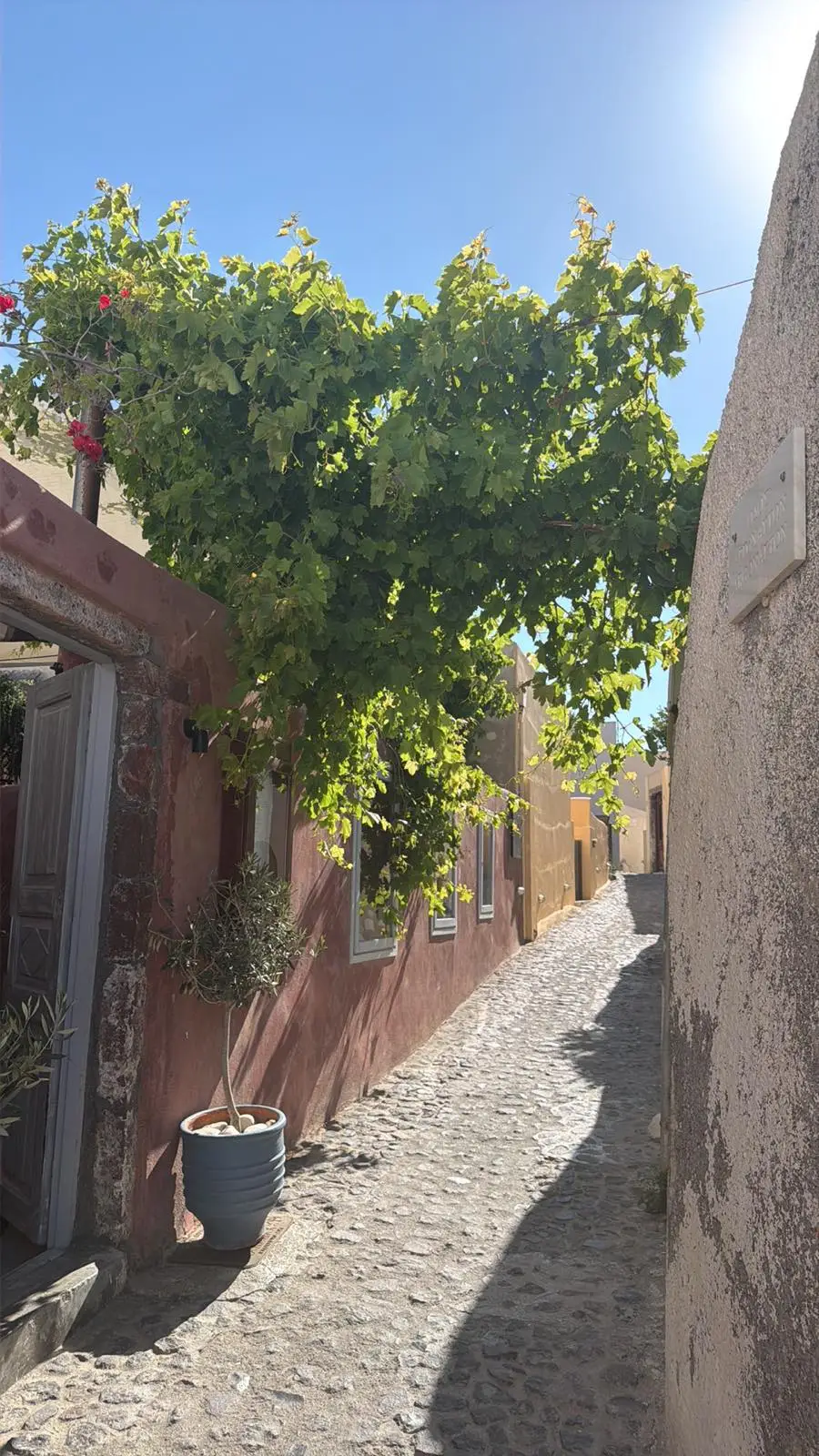 Narrow Oia lane beside the rose canava wall under foliage